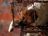 郭晶晶肚大如箩 与霍启刚同游泰国