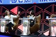 《演说家》林志颖遭强吻 乐嘉首度承认有儿女