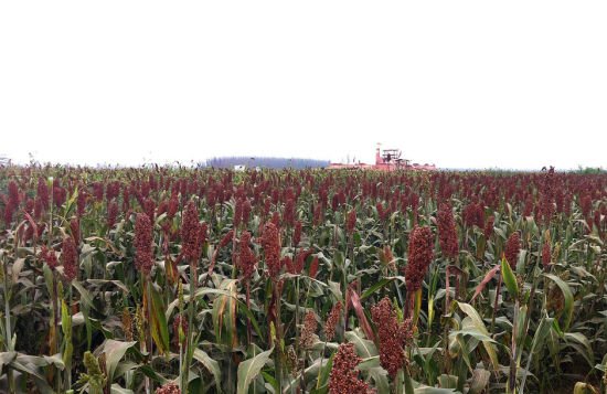 探访《红高粱》拍摄地 编剧：周迅九儿胜过巩俐