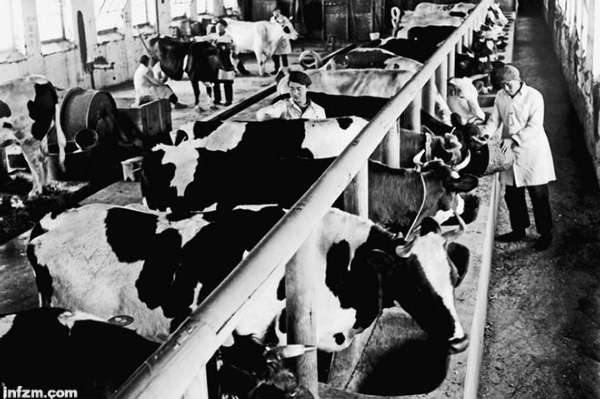 牛奶掺假史 食品安全的过去与现在