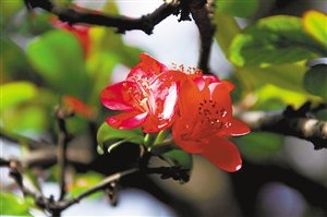 阆中古城的花漾年华