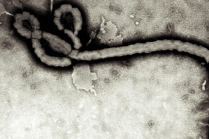 西非斥1亿美元应对埃博拉疫情 已造成729人死亡