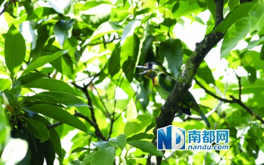 2013年罗浮山动植物科学考察报告谱系鸟篇 在神秘的罗浮山图片