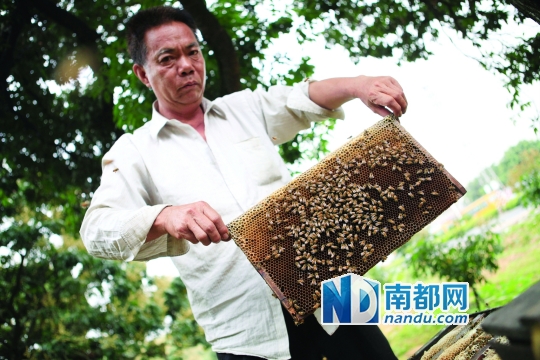 养蜂工具_悬崖养蜂_养蜂的收入(2)