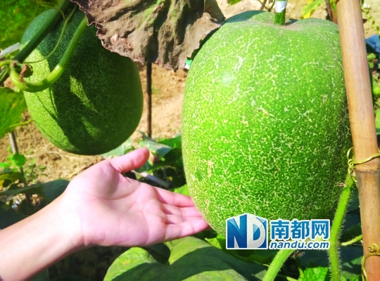 航天育种技术与转基因无关_前沿