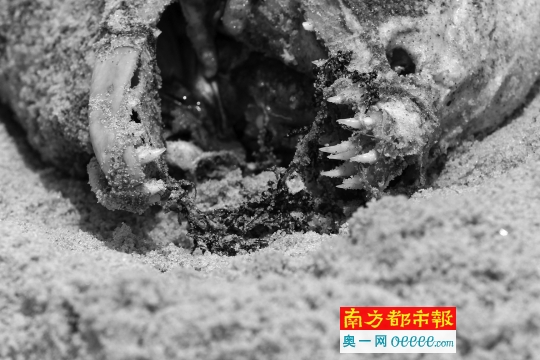 深圳海鳗伤童事件:有人开豪车放生 一次花数万