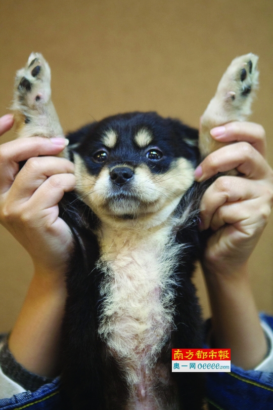 曾在娘胎里随妈妈流浪苏犬呆呆需要一个家