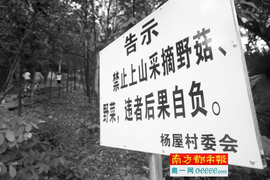 采食野蘑菇毒死4人事件发生后,立起禁止采摘野菇,野菜警示牌