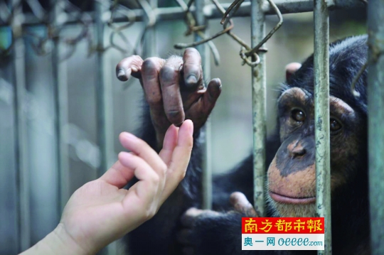 四岁的黑猩猩伸出手来和驯兽师指尖交流.