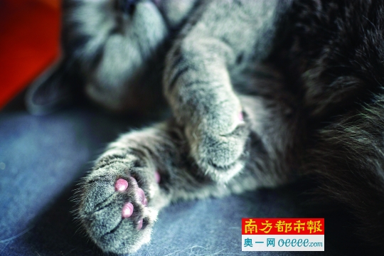 网友买到的网红“猫爪杯”,与猫星人的猫爪子相比,谁更萌?