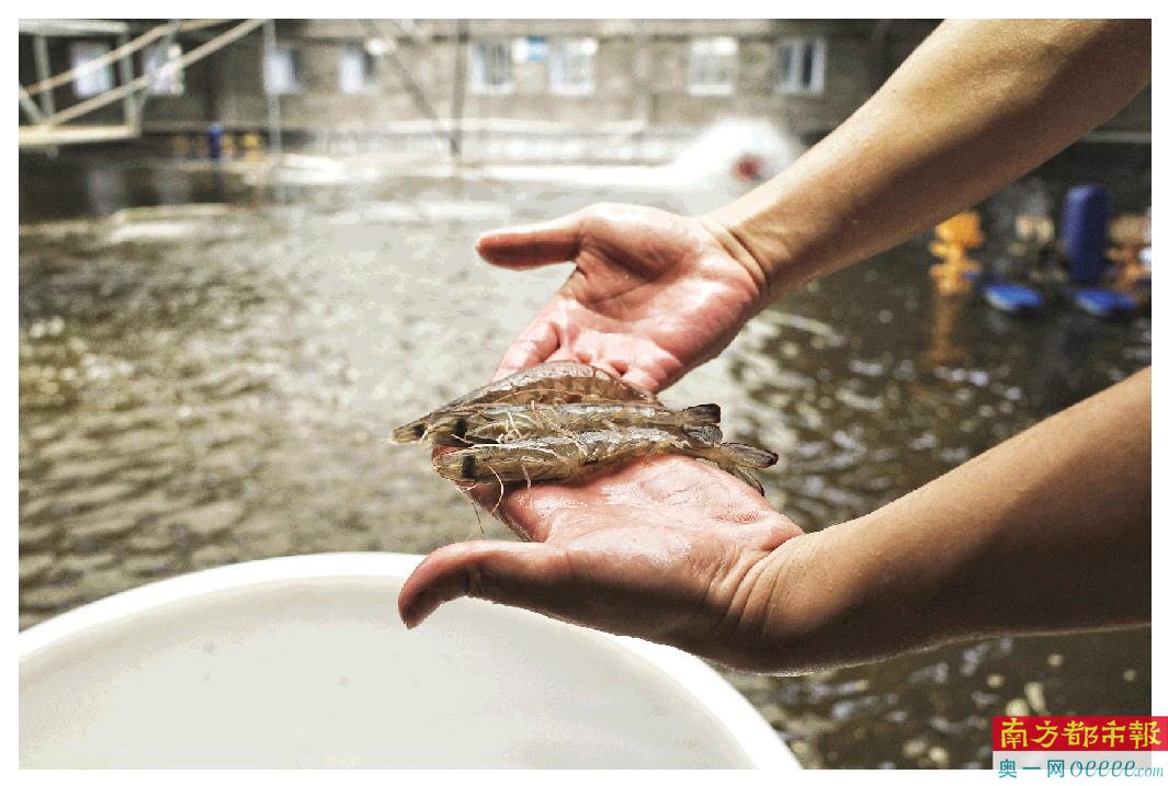 湛江成为全国最大的对虾专业交易市场和全国对虾的流通加工中心。