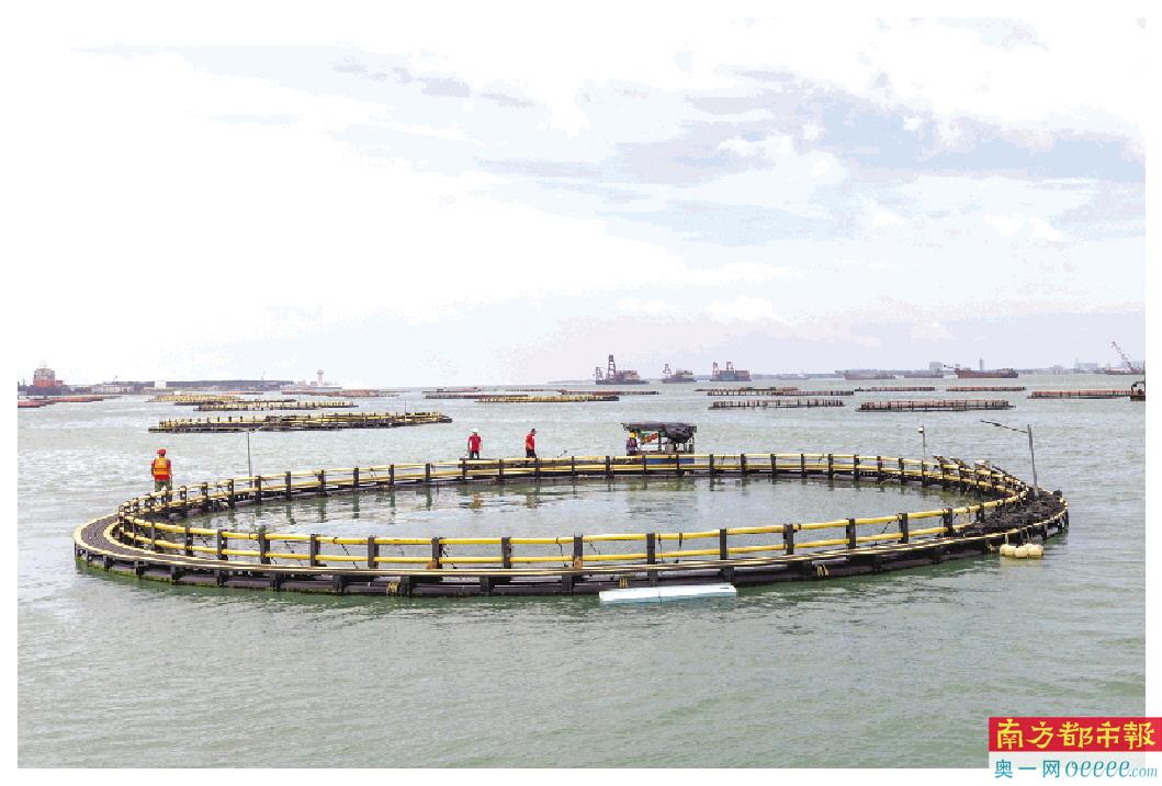 位于湛江南三岛与东海岛出海口的国联水产南三深水网箱基地。