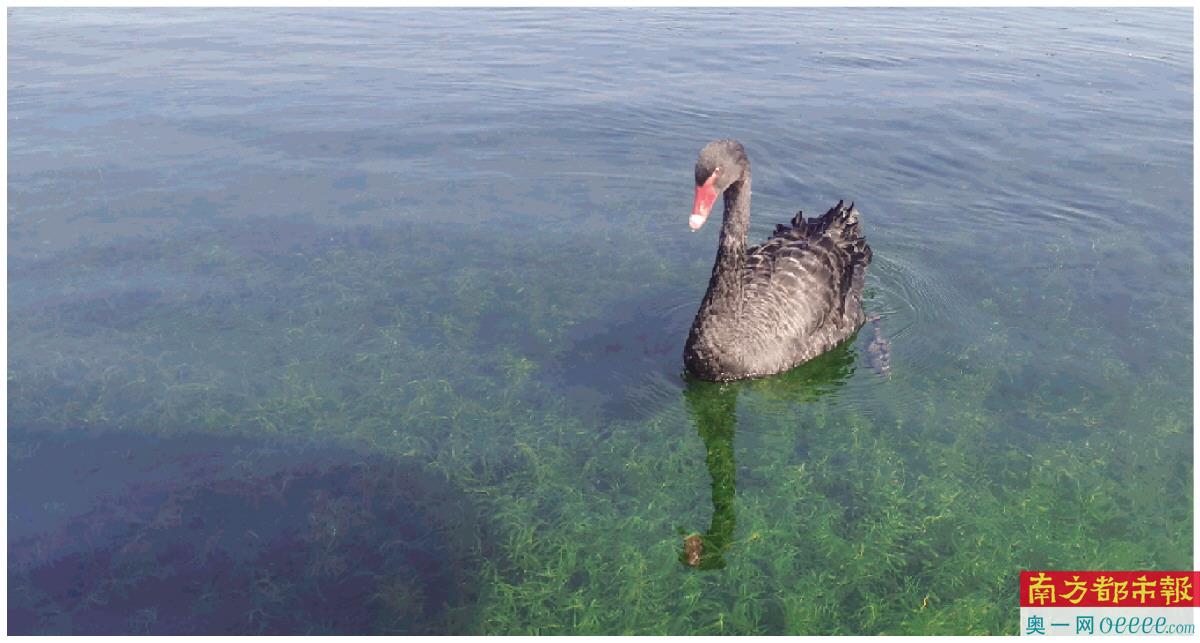 西湖优美的水生态引来野生黑天鹅等鸟类栖息。
