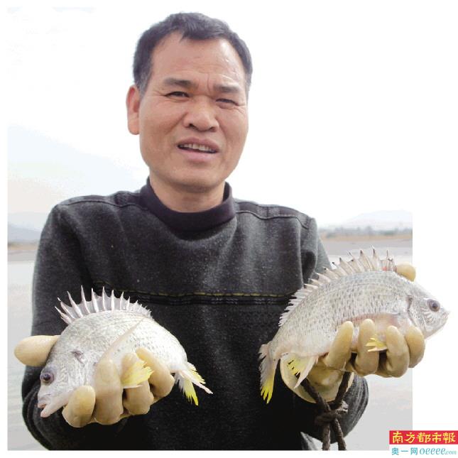 金湾黄立鱼喜获丰收。