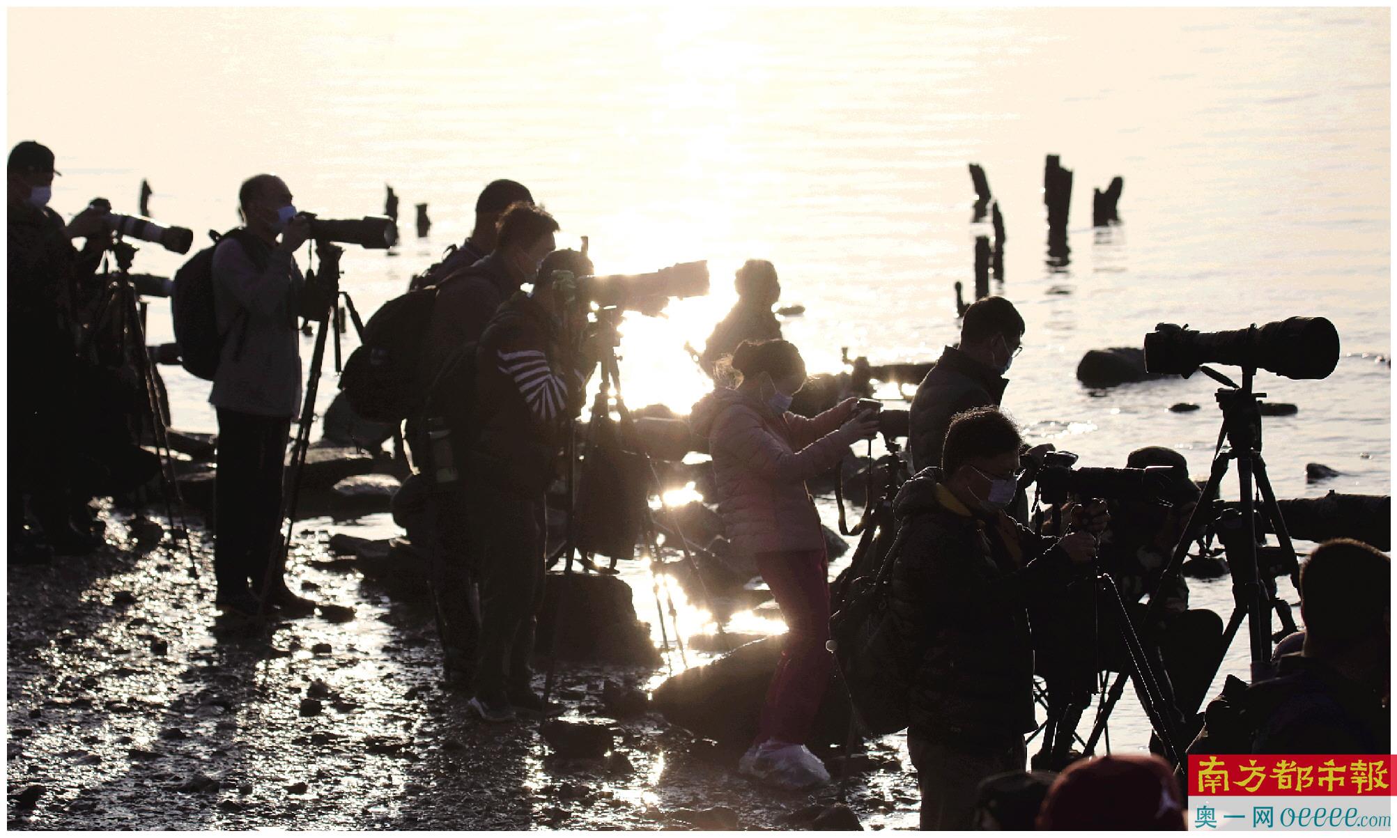 在深圳湾岸边常常聚集着一群“追鸟人”。南都拍客 蔡德基 摄