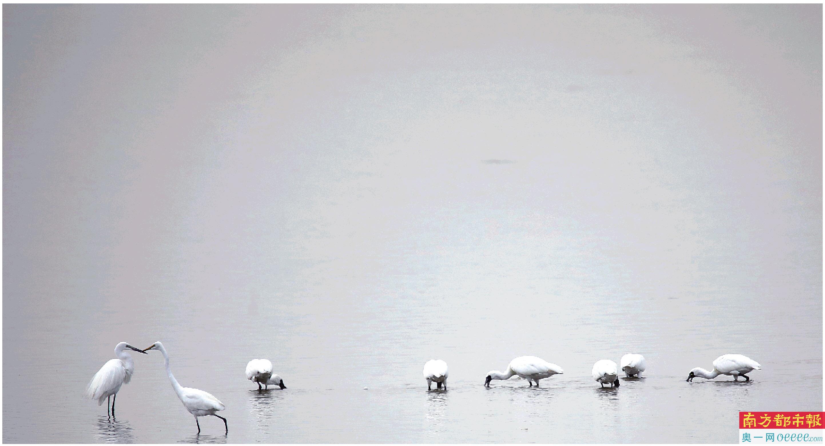 深圳湾,觅食中的黑脸琵鹭。黑脸琵鹭是全球濒危鸟类之一,又被称为“黑面天使”或“黑面舞者”。 南都拍客 蔡德基 摄