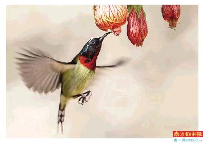 深圳莲花山公园里的太阳鸟。