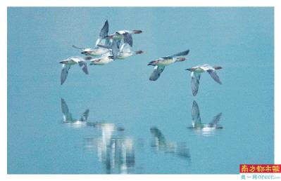 韶关南岭,中国特产稀有鸟类、国家一级重点保护动物中华秋沙鸭。