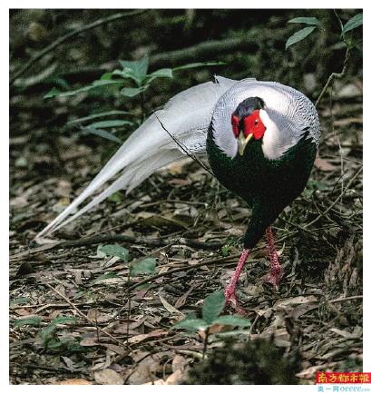 国家二级保护动物、广东省省鸟白鹇。
南都拍客 董伟跃 摄