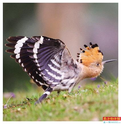 “稀客”戴胜鸟现身江门。
南都拍客 彭伟宗 摄