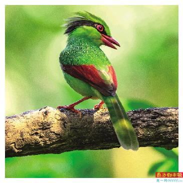 深圳梧桐山,枝头上的印支绿鹊。
南都拍客 罗艺 摄