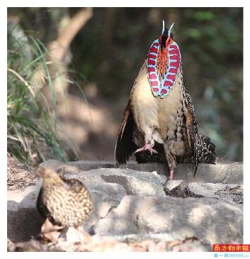韶关南岭,中国特产鸟黄腹角雉。
南都拍客 陈太平 摄