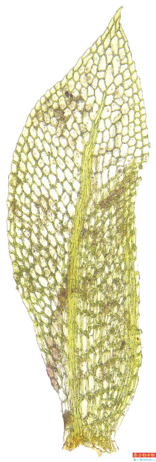 2. 拟透明凤尾藓。