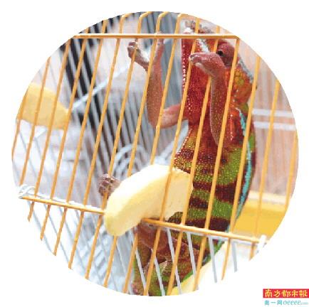 这只变色龙或为高冠变色龙,属国家二级保护动物。