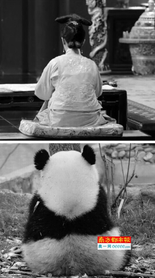 杨紫和熊猫的背影.这图是她自己爆料的